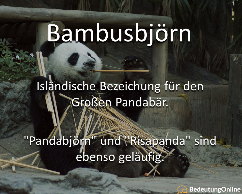 Bambusbjörn: Bedeutung, Definition, Wortherkunft