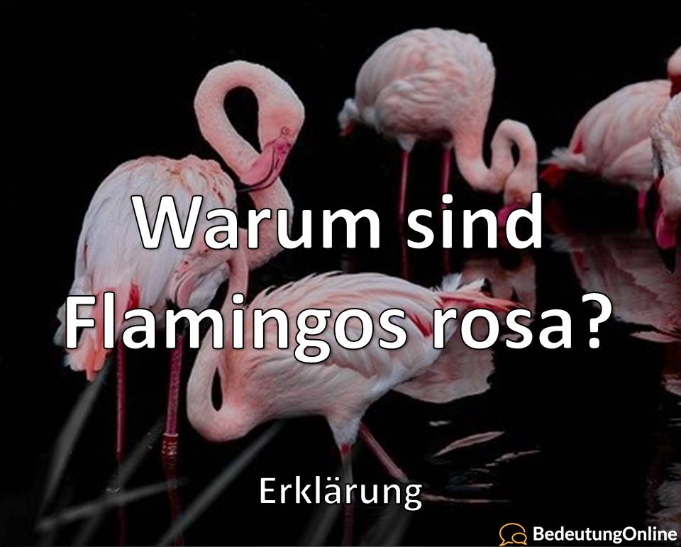 Warum sind Flamingos rosa, Erklärung