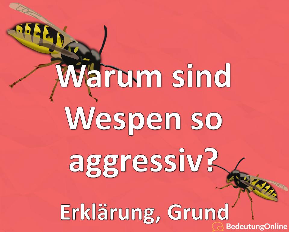 Warum sind Wespen so aggressiv, Erklärung, Grund