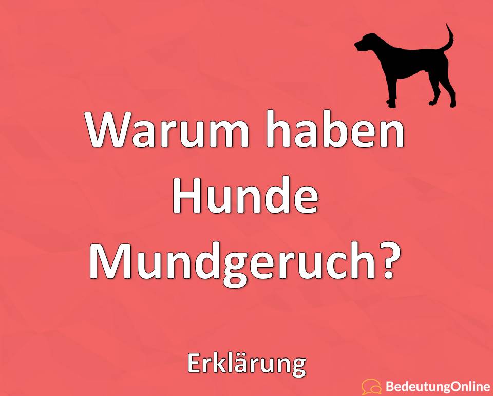 Warum haben Hunde Mundgeruch, Erklärung