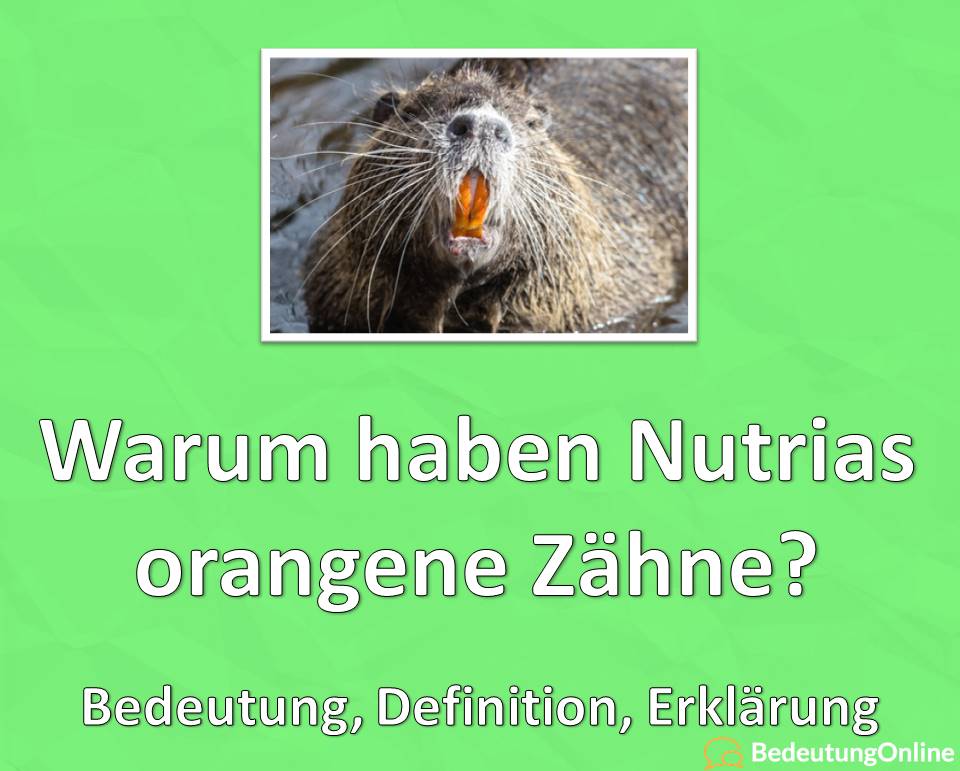 Warum haben Nutrias orange Zähne, Erklärung