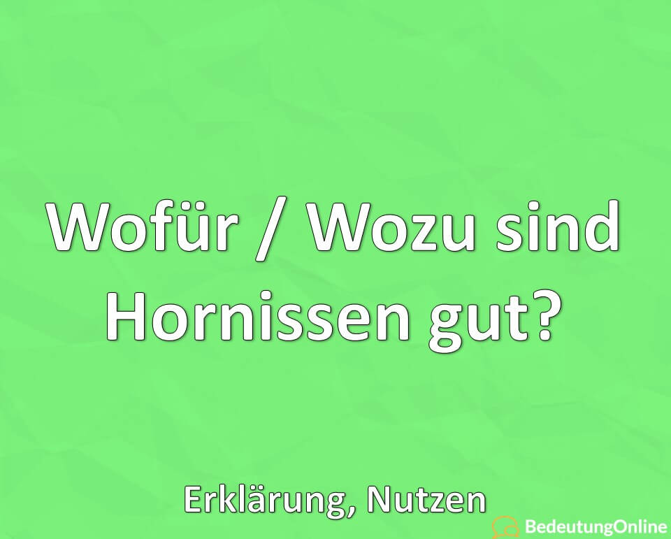 Wofür / Wozu sind Hornissen gut? Erklärung, Nutzen