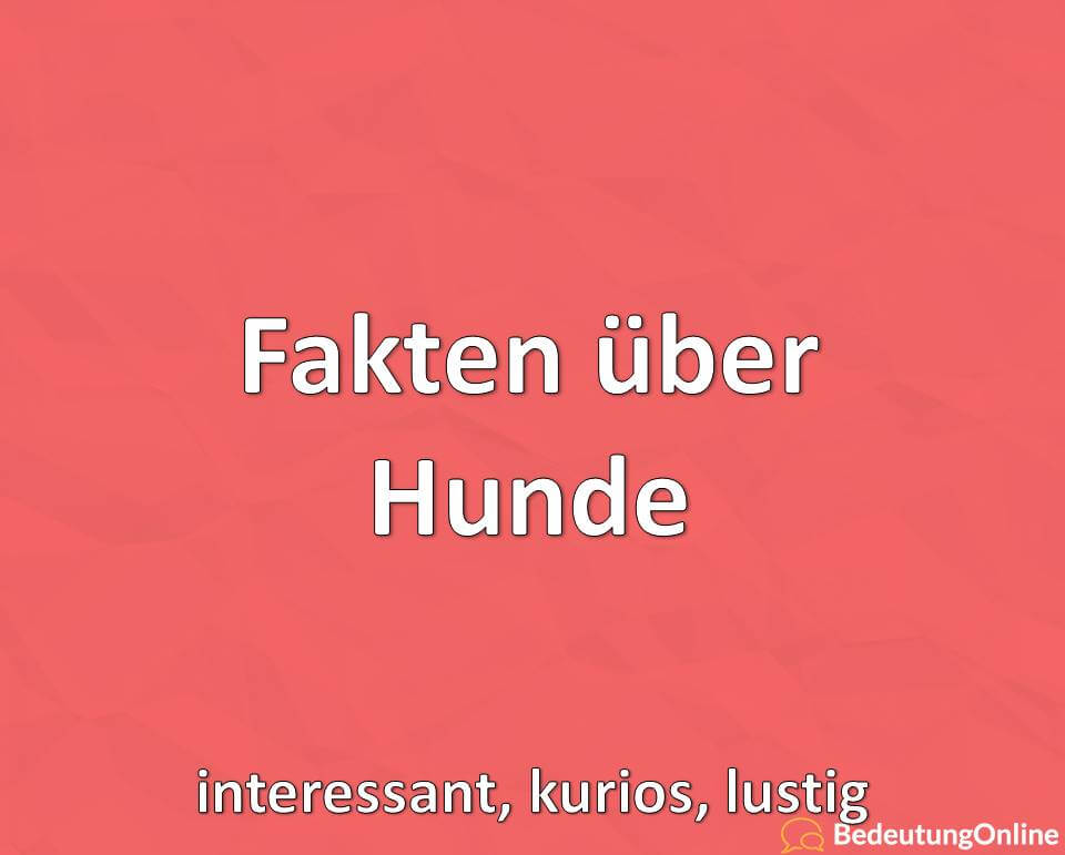 Fakten über Hunde: interessant, kurios, lustig