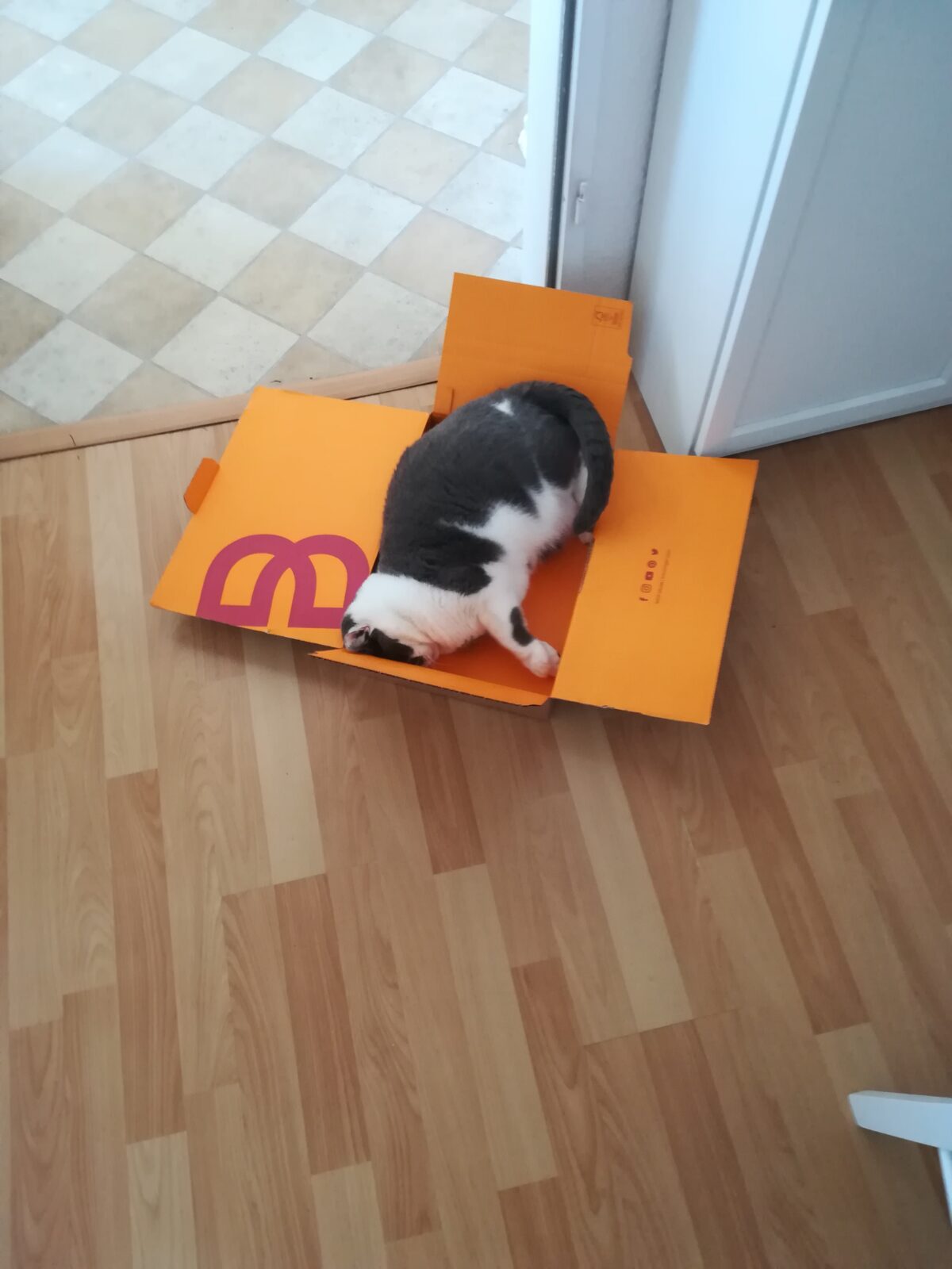 Katze Mathilda, ihre Karton-Liebe und der Karton-Kreislauf - Bedeutung
