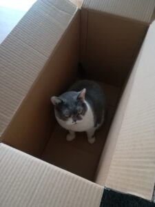 Katze Mathilda, ihre Karton-Liebe und der Karton-Kreislauf 3