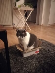 Katze Mathilda, ihre Karton-Liebe und der Karton-Kreislauf 4