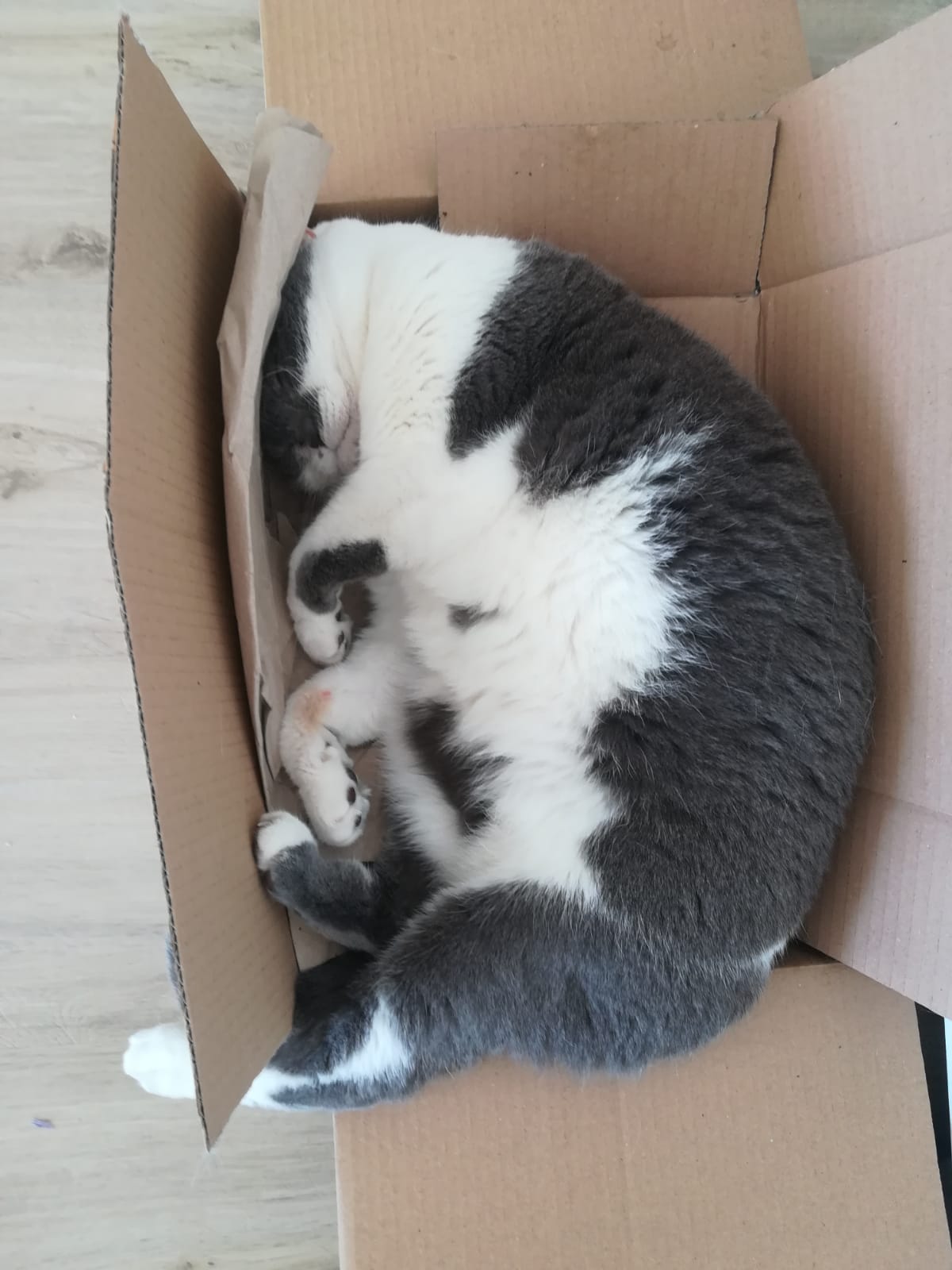 Katze Mathilda, ihre Karton-Liebe und der Karton-Kreislauf